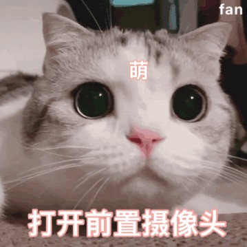 长时间养猫后才明白，猫对你“翘屁股”，是有这些含义的！