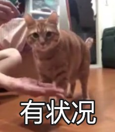 主人骗猫猫握手，被它发现在偷拍！结果下一秒…快跑啊