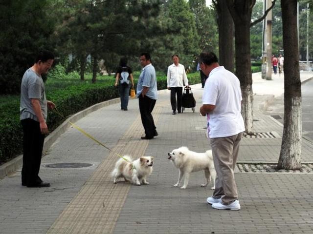 对不文明养犬行为说不！湖州启动新一轮犬类规范管理工作