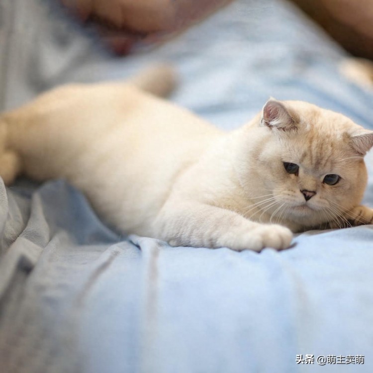 只有养猪专业户才能养出这样呆萌可爱的一家子！