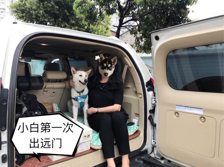 田园犬超重无法托运姐姐开车带着土狗跨越三省去旅游狗生赢家